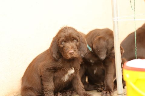 Wurftagebuch – Bild 16