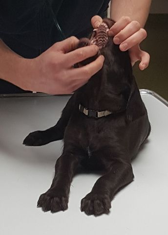 Wurftagebuch – Bild 6