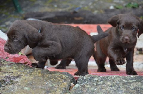 Wurftagebuch – Bild 20