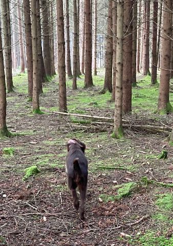 Rein in den Wald ...