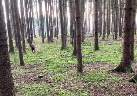 ... und raus aus dem Wald