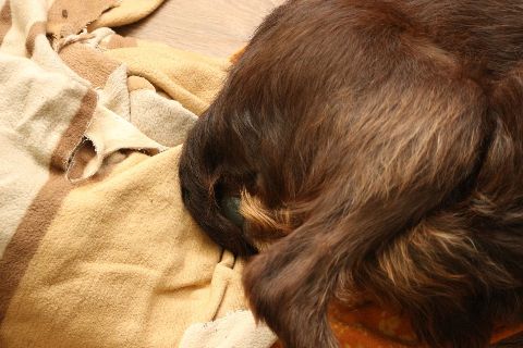 Die erste Fruchtblase