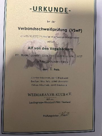 Deckrüde – Bild 2