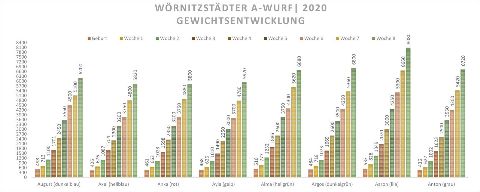 Wörnitzstädter A-Wurf – Bild 1