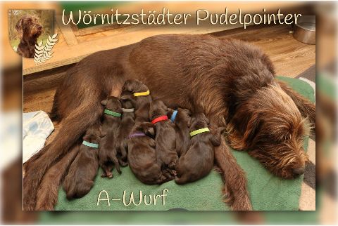 Wörnitzstädter A-Wurf – Bild 2