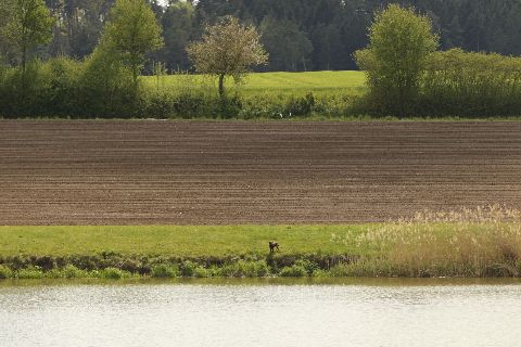 Zwinger – Bild 14