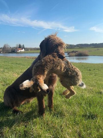 Bessi beim Apport am Weiher