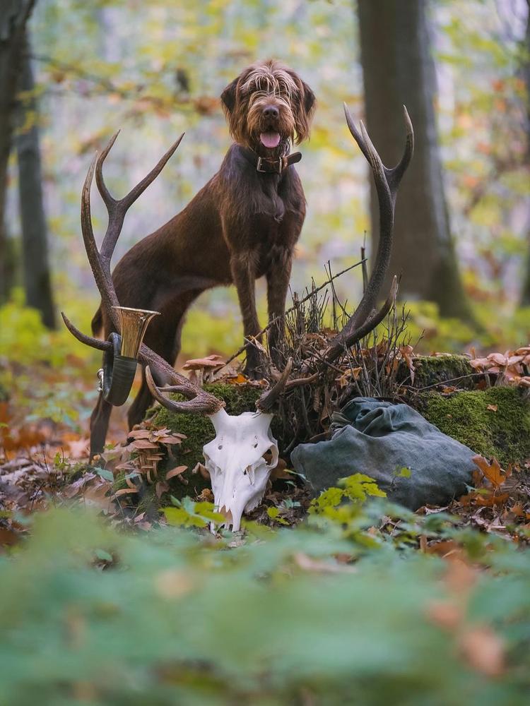 Wörnitzstädter Anka